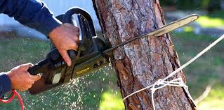 Flossmoor, IL Tree Services Company