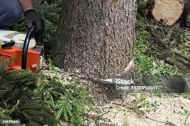 Best Tree Removal  in Flossmoor, IL