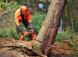 Best Tree Trimming and Pruning  in Flossmoor, IL