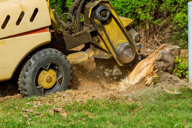Best Tree Disease Treatment  in Flossmoor, IL