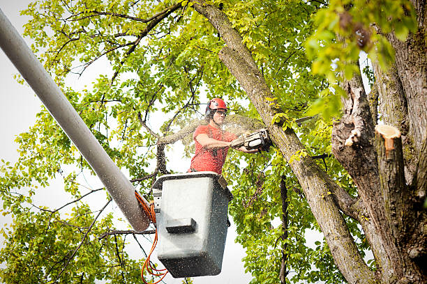 Best Arborist Consultation Services  in Flossmoor, IL
