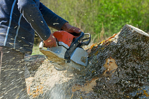 Best Weed Control  in Flossmoor, IL